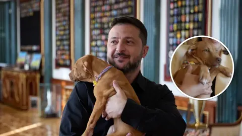 Цуценя Фрея від Кроуфорда: що відомо про нового улюбленця Зеленського